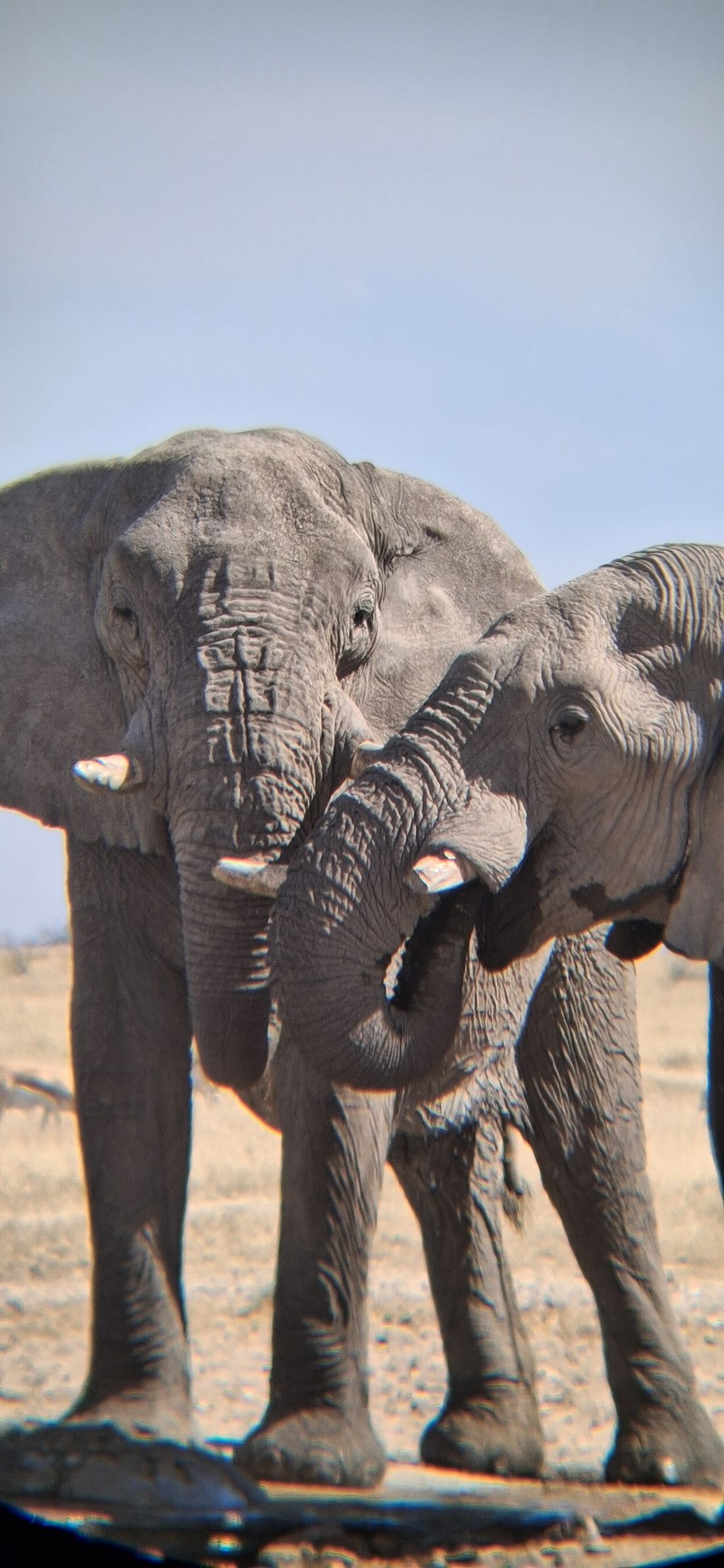 Elephants in Etosha National Park