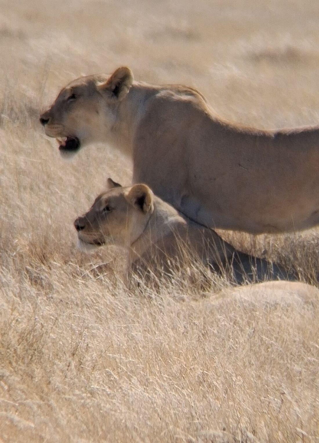 Lions in Etosha National Park