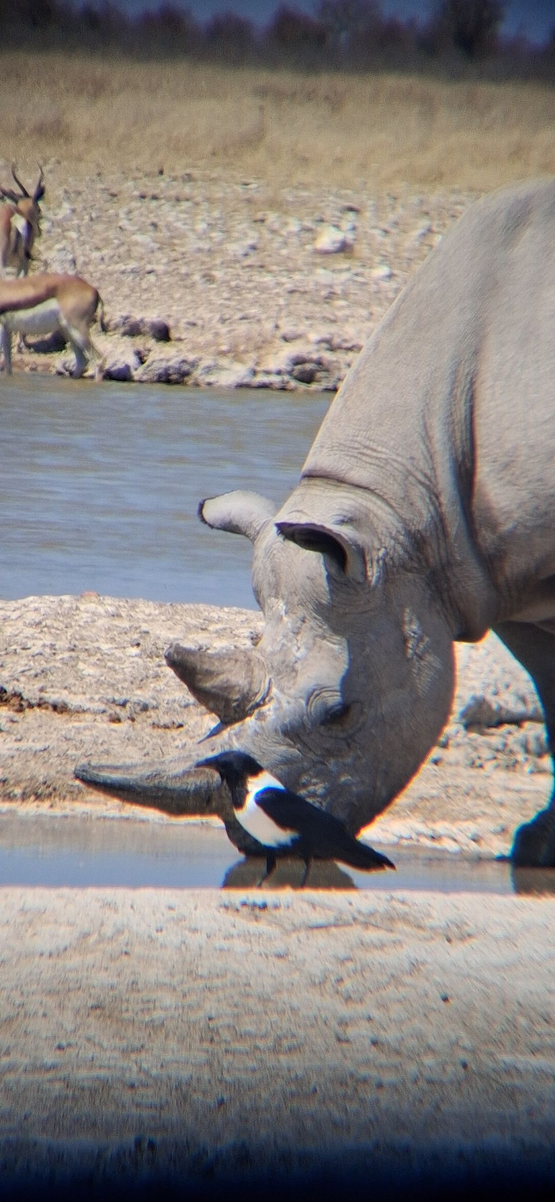 Rhino in Etosha National Park